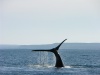 L'appel de la baleine